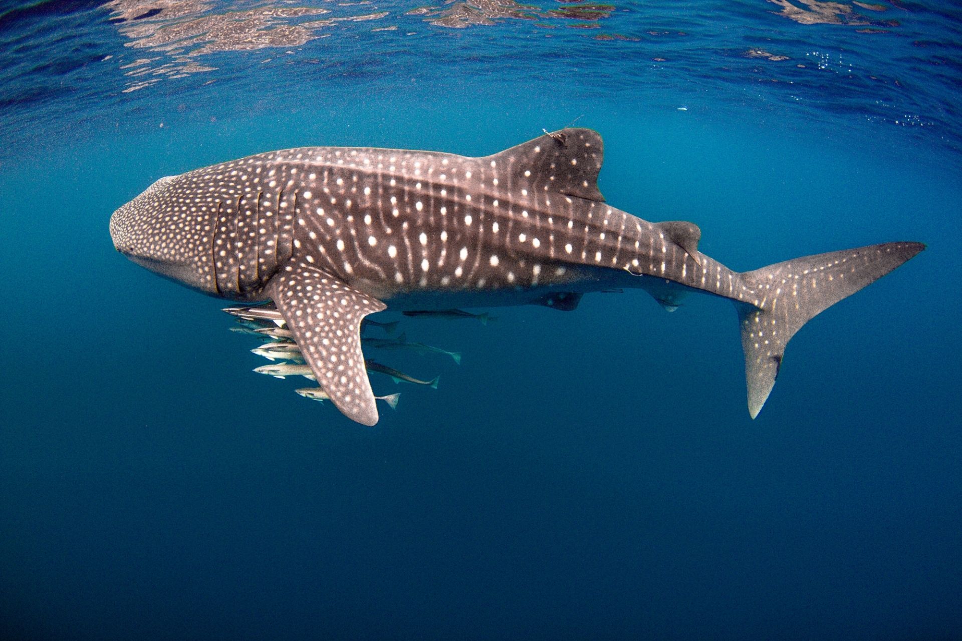 Auch der Walhai ist Bestandteil der Fauna Guadeloupes.