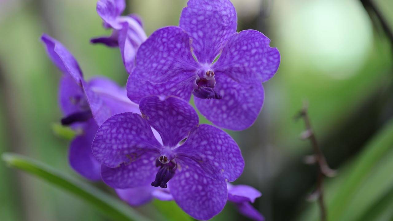 Dunkellila ist die Farbe dieser Orchidee aus Guadeloupe.