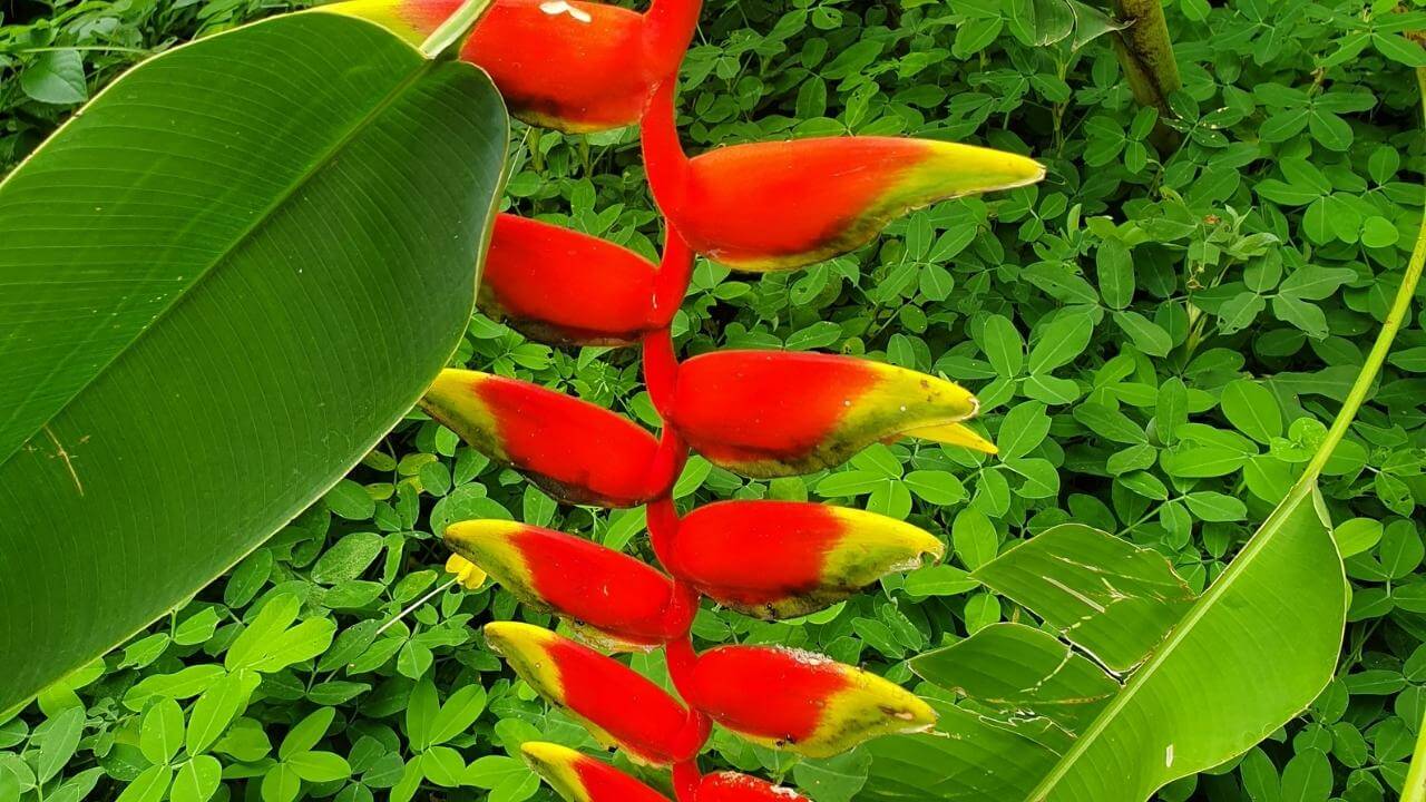 Wie eine Ziehharmonika wachst diese Blume von oben herab und hat eine rote und gelbe Farbe.