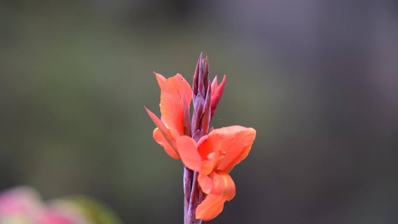 Lila und Orange ist die Farbe dieser Blume auf Guadeloupe.