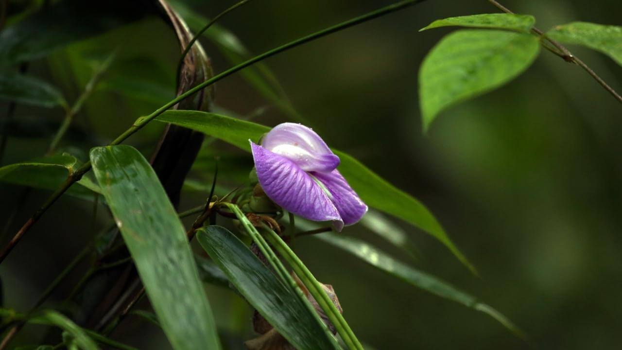 Lilafarben und wunderschöne Blüte im Regenwald von Guadeloupe.
