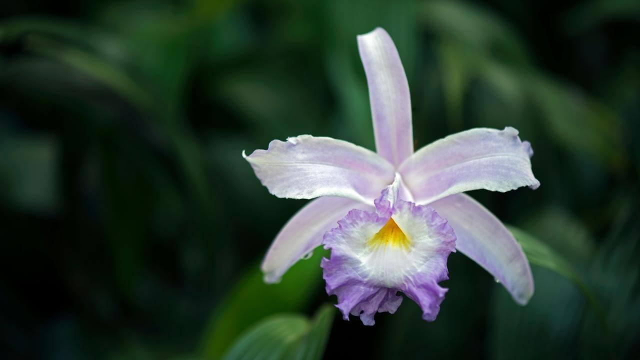 Blassblaue bis lilafarbene Orchidee auf Guadeloupe.