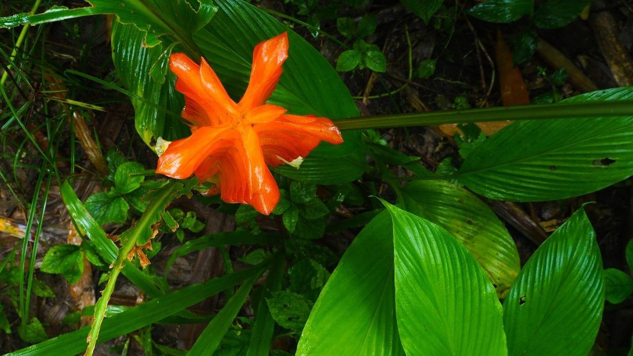 Sternförmige Blüte aus dem Regenwald in Guadeloupe.