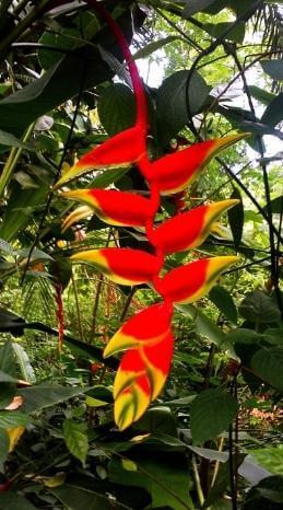 Guadeloupe's Flora präsentiert sich in vielen farbenfrohen Beispiele