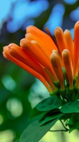 Guadeloupe's Flora zeigt sich hier in Orange.