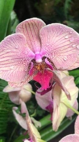 Guadeloupe's Flora hier in Form einer Orchidee.